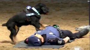 Madrid, cane poliziotto "salva" un agente con un massaggio cardiaco