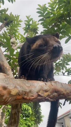 Mandiin Musang Bulan. #musangbulan #musangloversindonesia
