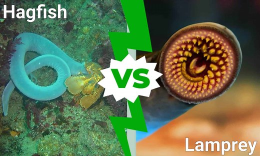 Hagfish vs Lamprey: 5 Key Differences