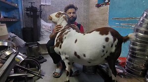 Heavy weight Barbara | World goat team