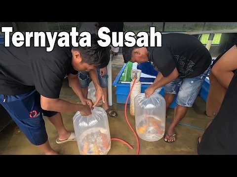 It turns out that packing koi fish is not as easy as we imagined.