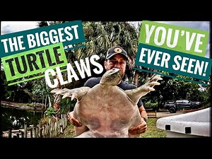 Gigantic Endangered Softshell Turtles ARRIVE!