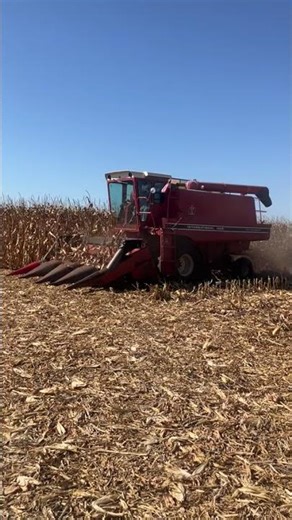 1420 IH combining corn!