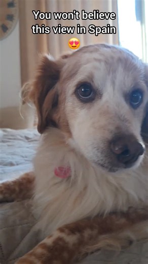 Farm Life Spain | Rural Living on Instagram: "Living on a farm in Spain 🥰🌴🇪🇸🖐 you can fallow me for our farm life and animals in Spain 🙏🥰🌴🇪🇸 #southernspain #SpanishCulture #SpainTraditions #spanishcountryside #spanishfarm"