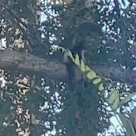 World Star Squirrel Fight
