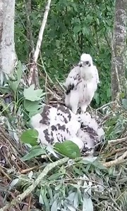 Nature of Bird Nest | Border Birds