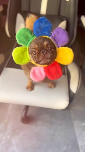Hope you have a good day! Audio credit to Erik smith ☑️ Follow for more! #funny #dog #dogsofinstagram #memes #funnyvideos #funnydogs #doglover #reels #explore #reelsinstagram #relatable Funny dog, cute dogs, dog videos, dog, funny dog reels, dog | Ollie Cutts