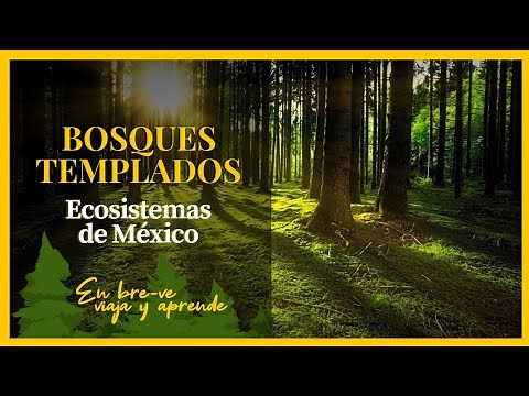 BOSQUES TEMPLADOS CARACTERÍSTICAS | Ecosistemas de México