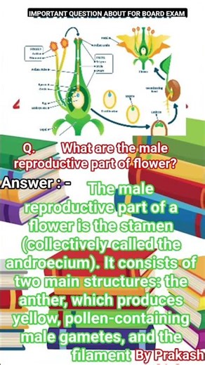||By – Prakash Sir|| Male Reproductive Part of Flower and Subscribe my channel for informative video