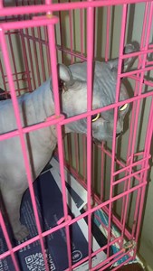 🚨 URGENT FOSTER OR ADOPTER NEEDED 🚨 Imagine this: a purebred Sphynx cat, sweet, affectionate, and completely dependent on humans, was about to be thrown out onto the streets of the Bronx. That was almost this boy’s fate. His owner left him with someone “for a month,” never returned, and never paid for his care. Out of frustration, that person threatened to dump him outside at 205 Webster Ave. 💔 Thankfully, Little Wanderers NYC stepped in just in time. This gentle, loving boy is safe now, but 