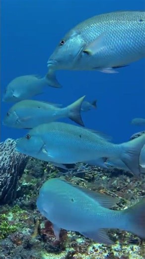 Marine Life in Cozumel | The Underwater Home of the Caribbean