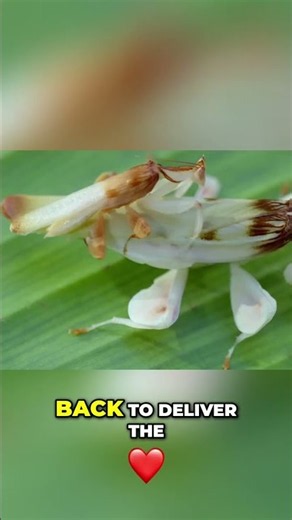 Spider Mating Secrets Unveiled: 2-Week Guarding Ritual Explained! #Nature #Wildlife
