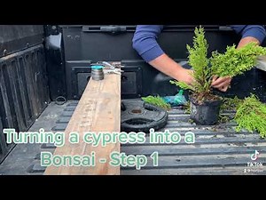 Lemon Cypress Bonsai Step 1