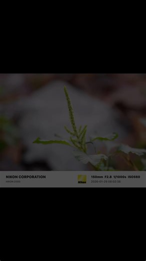 thật ra là d300 thôi...#nikon #