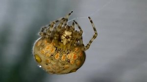 True Facts: The Bolas Spider By: ZeFrank1 | Animals Kira