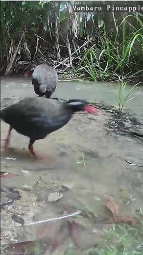 【雨でも仲良く散歩】野生のヤンバルクイナ動画・沖縄やんばる生き物LIVE 20240818 #shorts #ヤンバルクイナ #birds #沖縄ライブカメラ #沖縄旅行