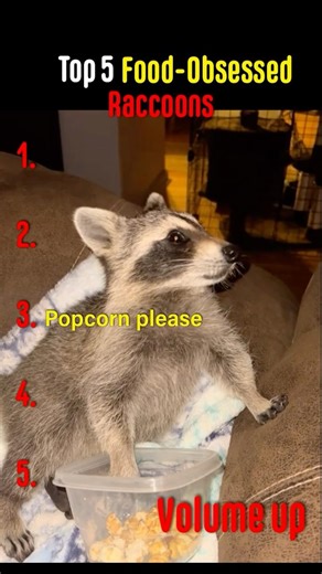Top 5 Food-Obsessed Raccoons 🥹