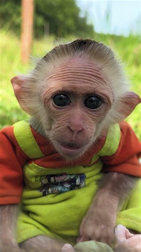 super monkey 🤣#cutis #monkeybaby #monkeys