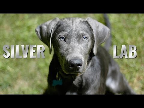 Complete Guide For A Silver Lab Owner | Petmoo