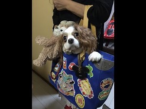 《ASMR風》犬の鳴き声による ハイ・ホー