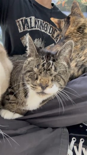 Sandy, Pixie, and, LT are THE lap kitties! 😻💙🐾 #cats #catlover #cutecat #bcrmagic #blindcat #funny #trending #fiv #felv #rescue #catpeople #nonprofit | Blind Cat Rescue and Sanctuary, Inc.