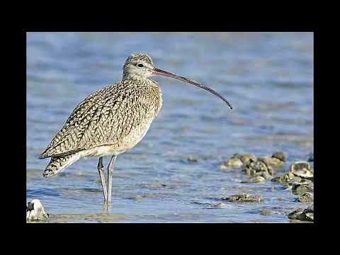 Curlew Sandpiper Bird Call