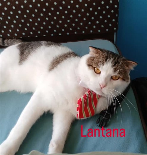 Scottish Fold Lantana is all dressed up for his furever home. Come meet him this weekend from 12pm-5pm. No appointment needed. 2618 Newman St, 77098 #scottishfoldcatforadoption #availableforadoption #saveapurrfectcatrescue | Save A Purrfect Cat Rescue