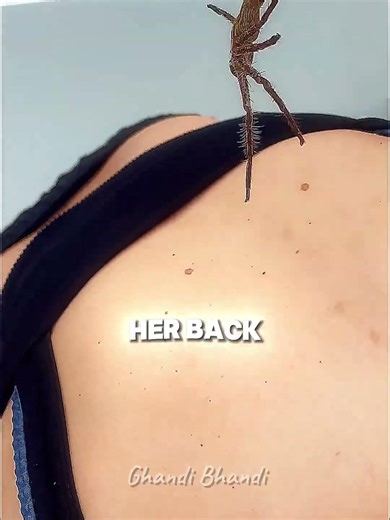 MASSIVE Huntsman Spider Surprise Attack 😨 #australia #spider