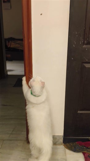 Dora chasing cockroach #youtubeshorts#cat#catfunny#catvideos