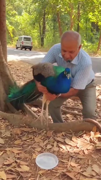 He Saved a Peacock’s Life… Then It Revealed Its Breathtaking Beauty! 🦚❤️😭 #PeacockRescue #AnimalRescue #WildlifeRescue #AmazingAnimals #Heartwarming