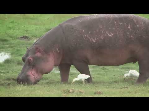 Combats Rares et Inhabituels Entre Animaux Filmées Par Caméra !