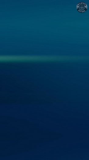 The Bloop What’s Really Hiding in the Deep | Everyday Zen