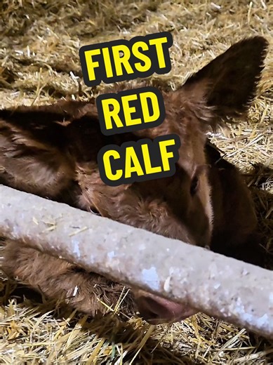 First Red Calf Born - Exploring Red Heifers
