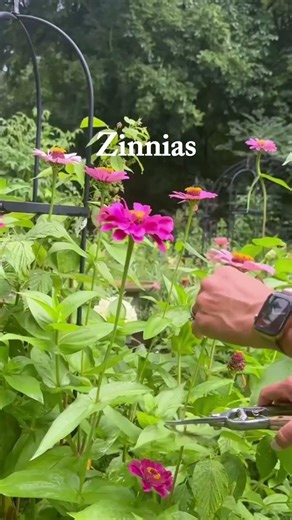 My rule is if it’s a leaf or root plant by seed and if it’s fruit buy the plant #gardenhack #seeds