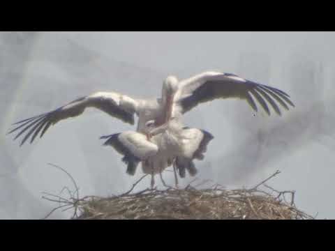 Čápy v Toužimi se pářejí