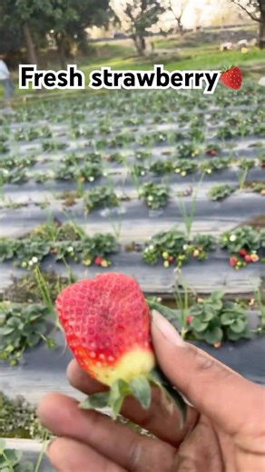 Fresh strawberry 🍓 live stream #shorts #viralshort #strawberry #freshstrawberries