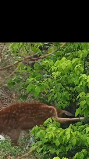 Shocking Deer Attack Caught on Camera