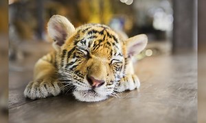Un couple achète du Havre un chat « savannah » pour 6.000 euros, mais découvre qu'il s'agit en fait d'un bébé tigre