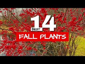 🌹 Red Plants for Amazing Fall Color in the Garden