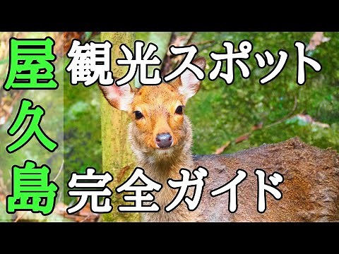 屋久島 人気観光スポット 完全ガイド 【一度は行きたい離島】