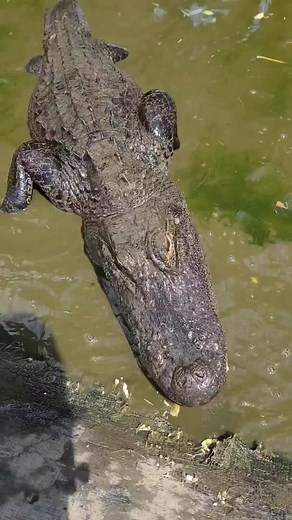 Alligators can feel vibrations in the water. Feeding Time Critchlow Alligator Sanctuary | Wild Charles