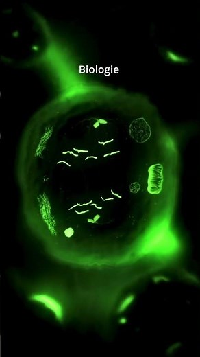 🔬 La Mitose au Microscope : Division Cellulaire en Direct !