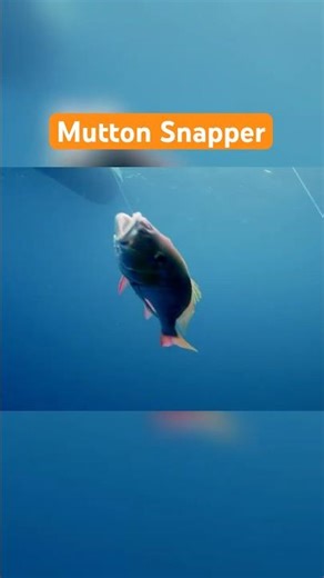 This Mutton Snapper Almost Didn't Make It #OffshoreFishing #FishingTrip