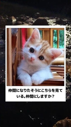 [Cat] A hardcore fan tries his best to dub over a Hall of Fame Bokete meme lol [Part 27] #Bokete ...