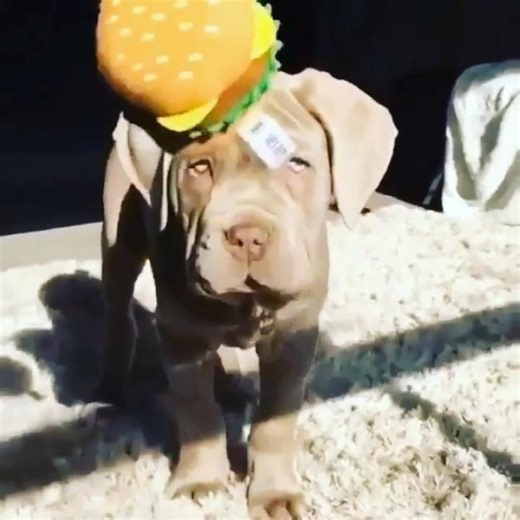 ** Ton Chien A été Livré SANS l'Option Réflexe ! ** 🤣🐶" #shorts