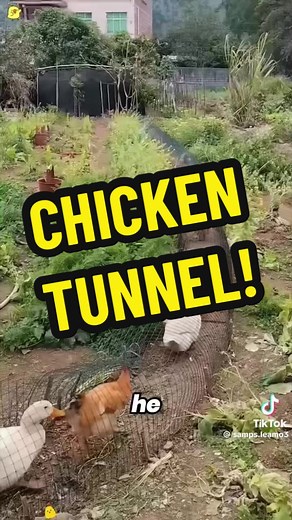 Chicken tunnel (of disease and death) | chickens
