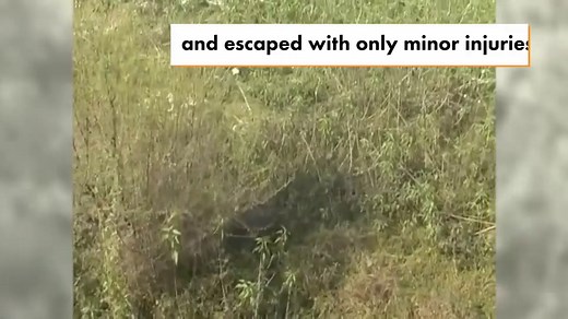 Man fights off wild boar in front of horrified crowd