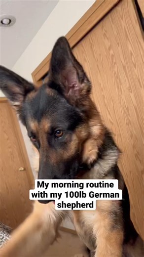 Talking German shepherd ＊hilarious #fblifestyle #shorts | Zeus