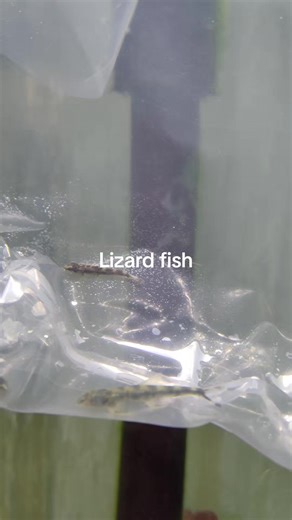 #aquatropicale #lizardfish