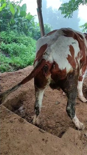 I paired this one at the beginning and I paired it again for the second nest842